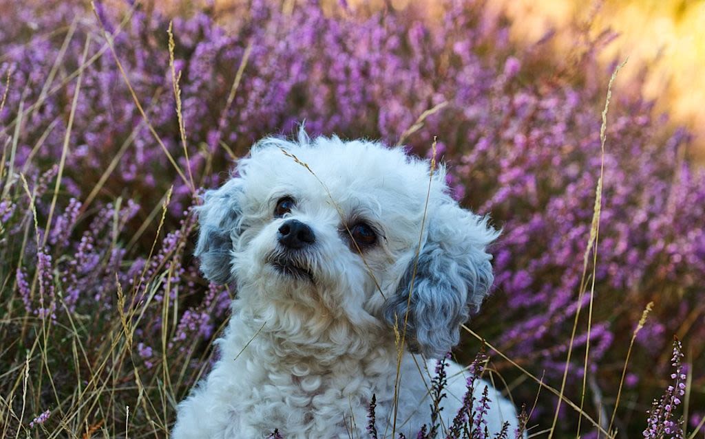 Lavendel-Bichon