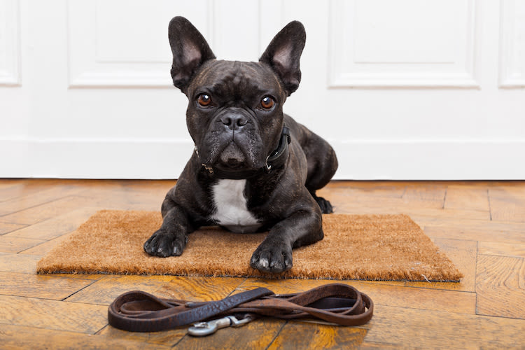 laver_laisse_collier_harnais_chien