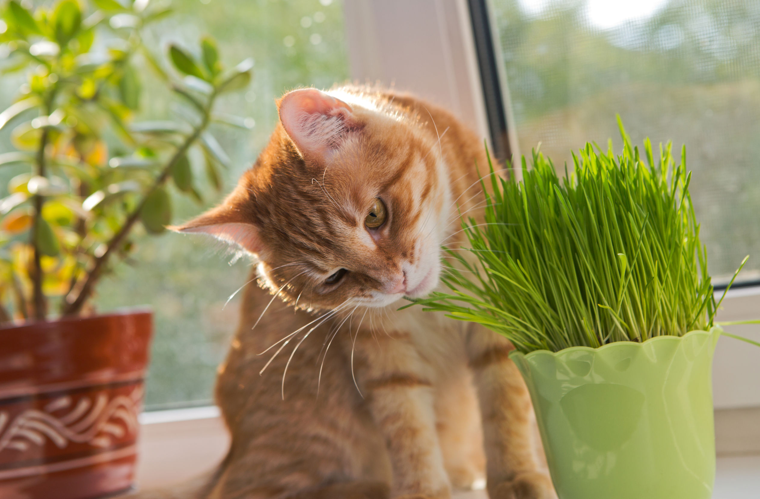 Pourquoi mon chat mange-t-il de l'herbe ? Est-ce pour se purger ?