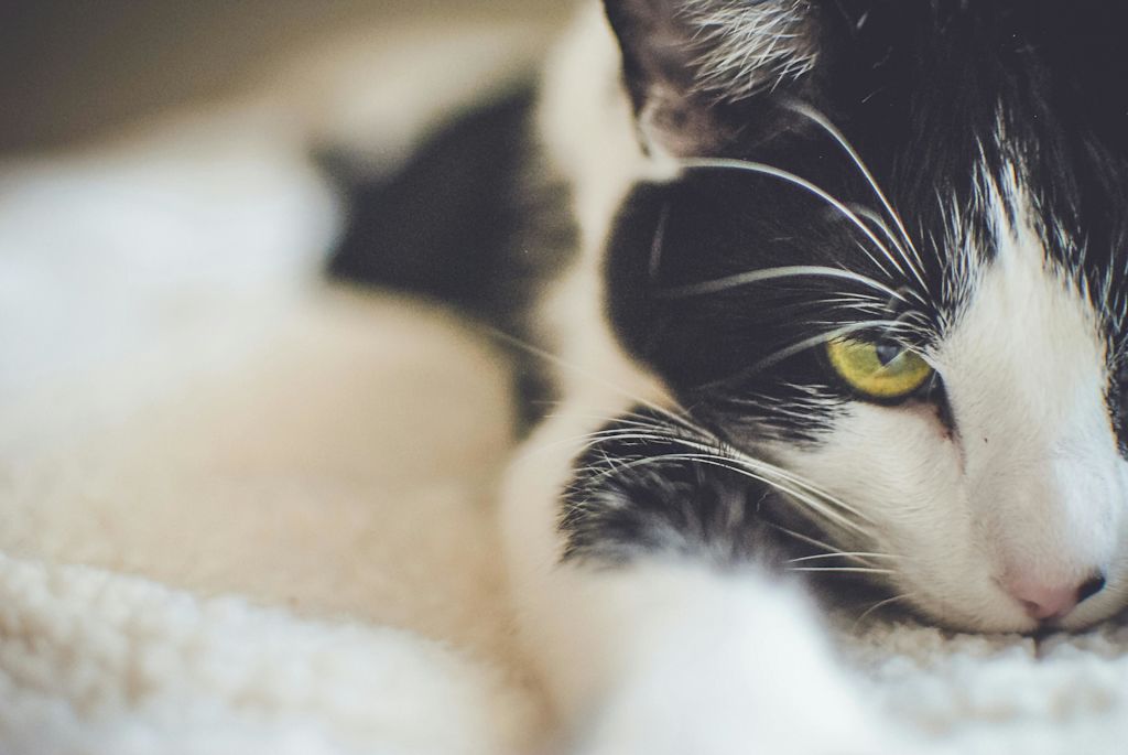 jeune chat noir et blanc