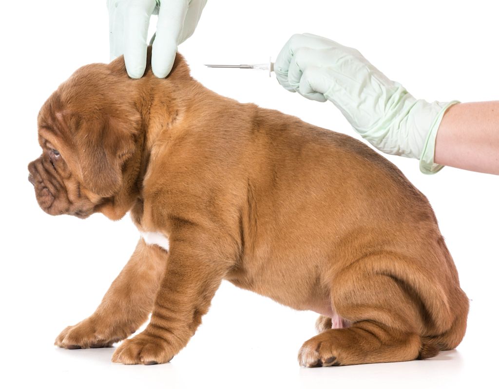 Vaccin chiot