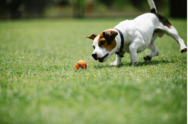 Jack Russell Terriër 3