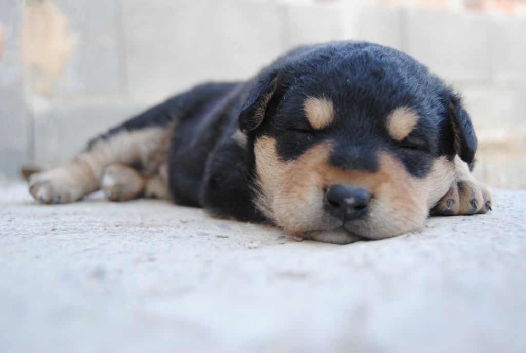 jeune chien qui dort