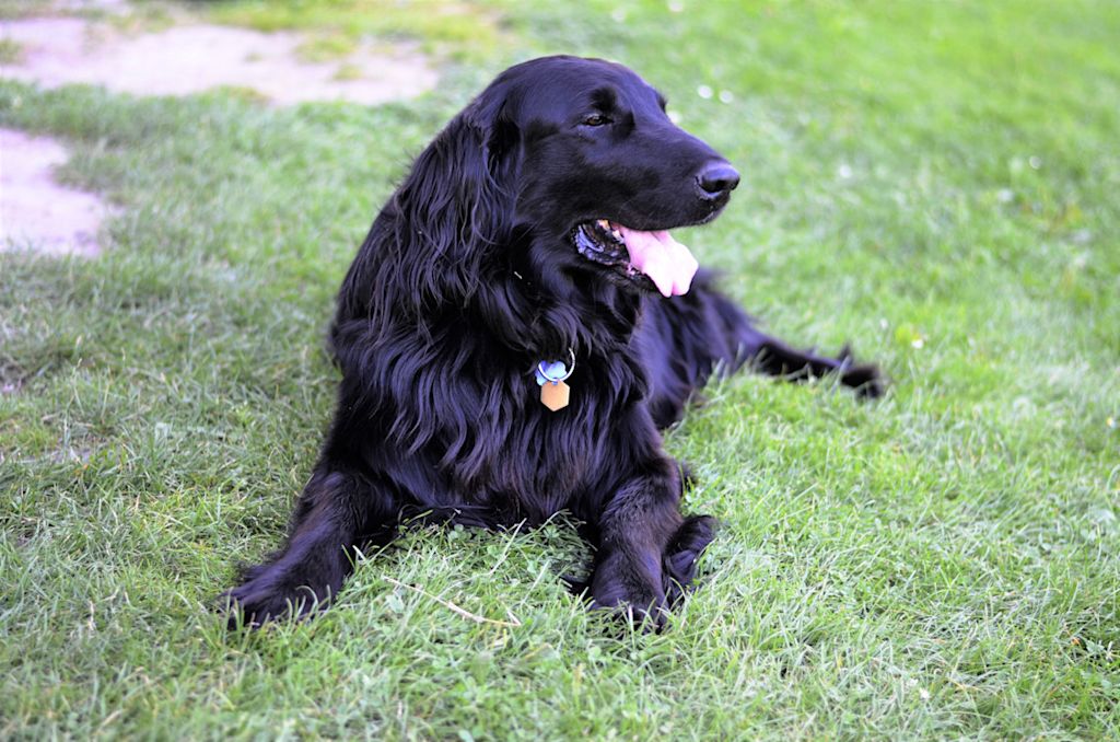 Flat Coated Retriever3