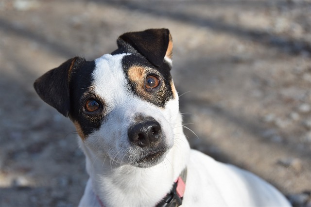 le jack russell terrier