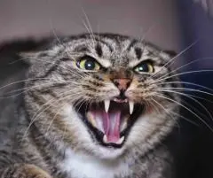 .Santevet_-_les_chats_errants_predateurs_aux_Etats-Unis_-_123rf_s