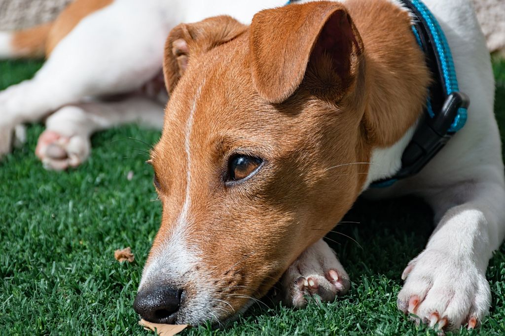 jack russell terrier herbe