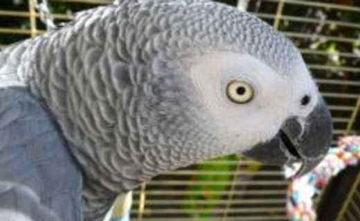 Aspergillose : une maladie grave chez le perroquet - Perroquet ...