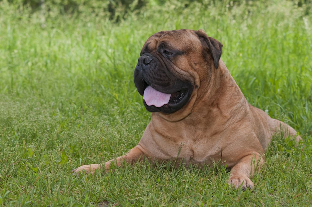 Bullmastiff adulte