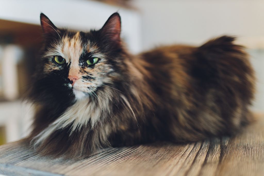 chatte ecaille de tortue