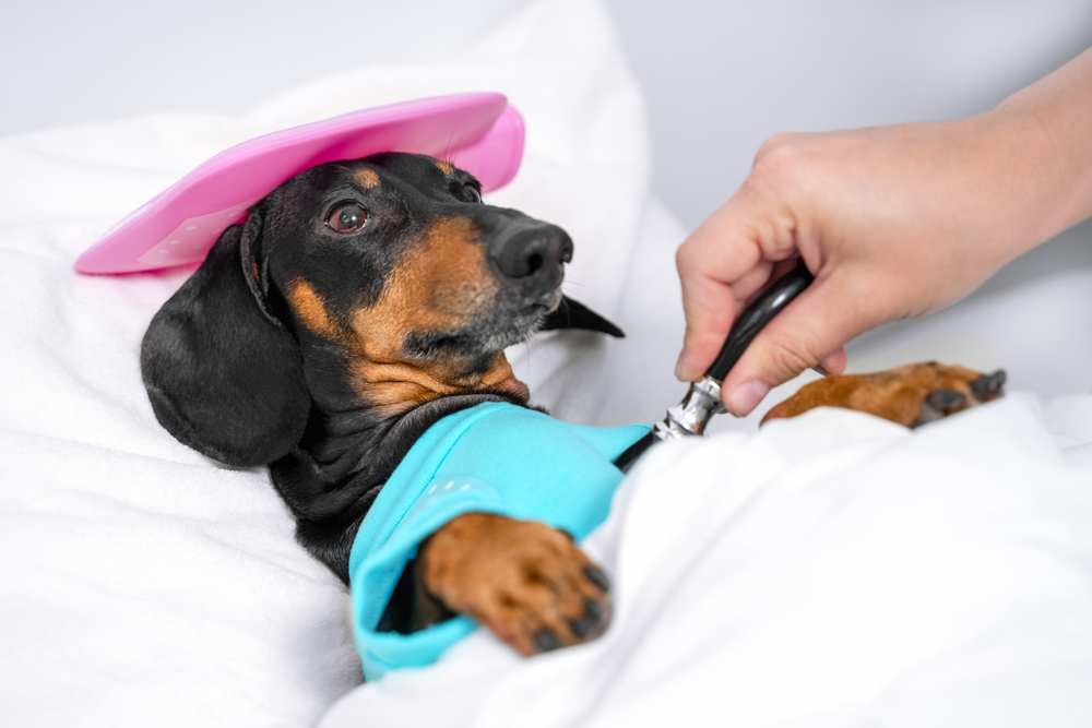 Prednisolon tabletten für den hund