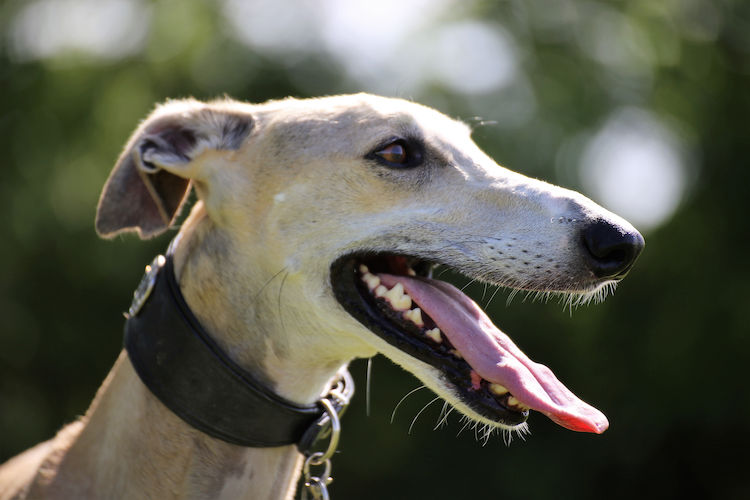 race galgo espagnol