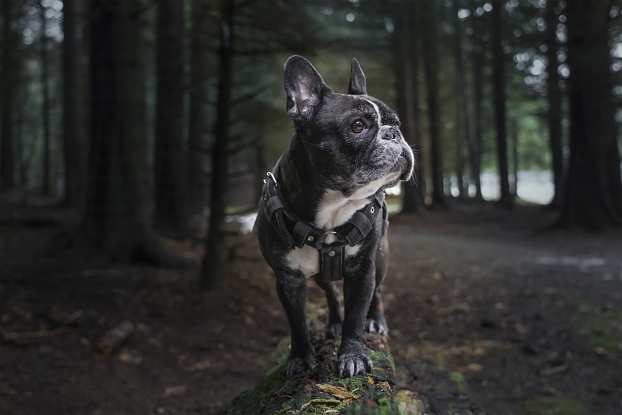 Bouledogue en foret