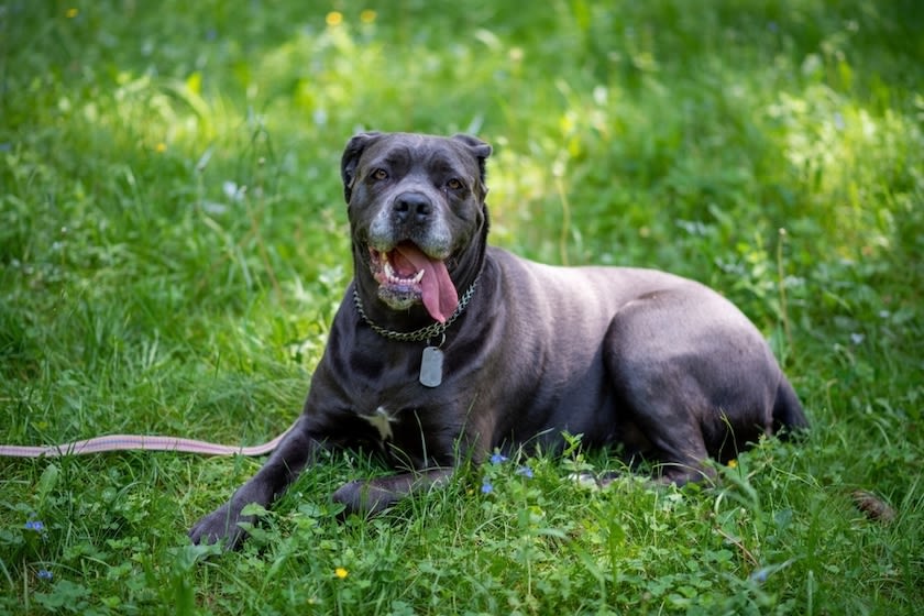 cane corso