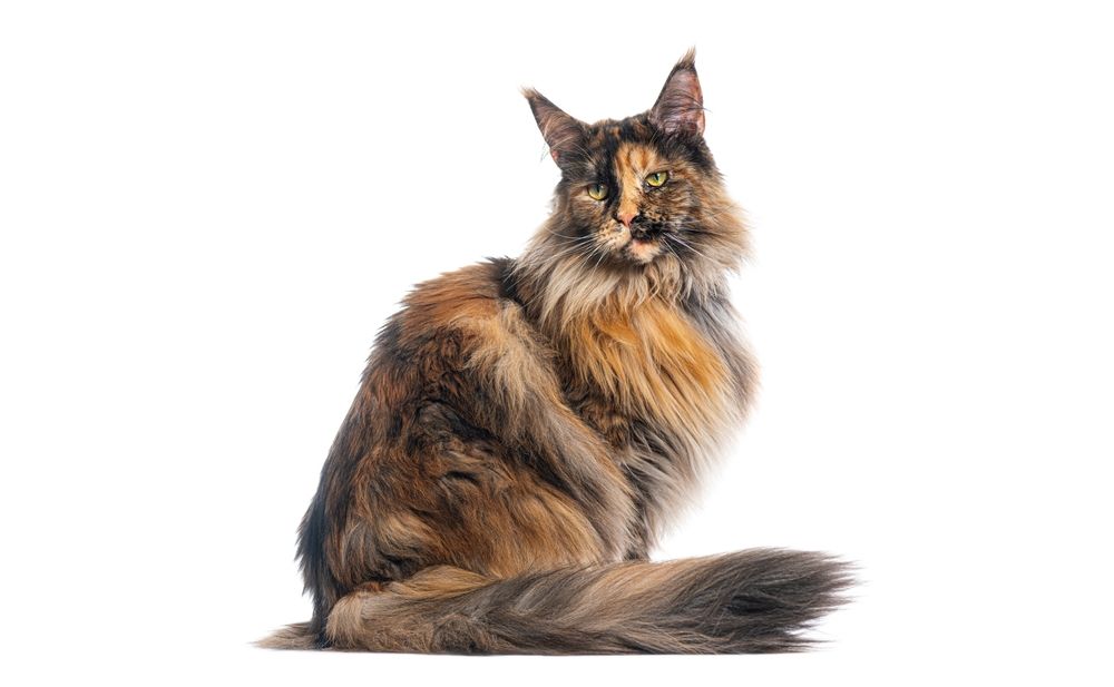 Oranje Maine Coon ligt in een mandje