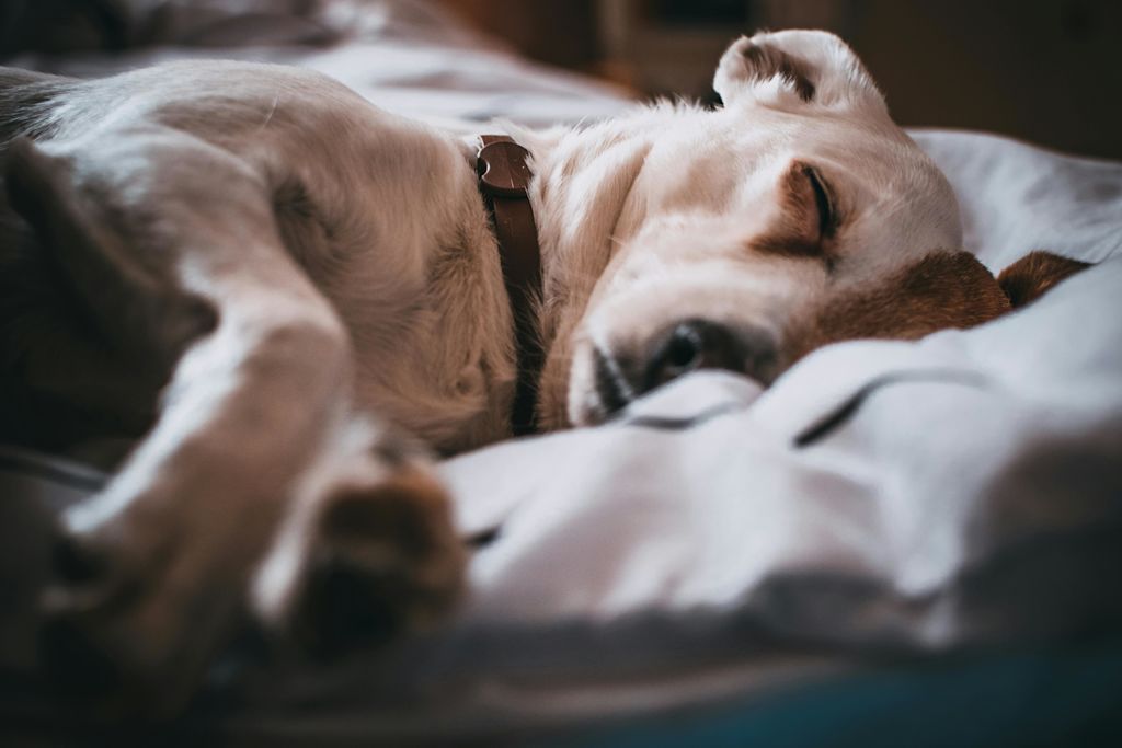 diarrhée chien