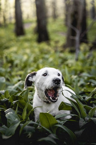 chien en foret mange des plantes