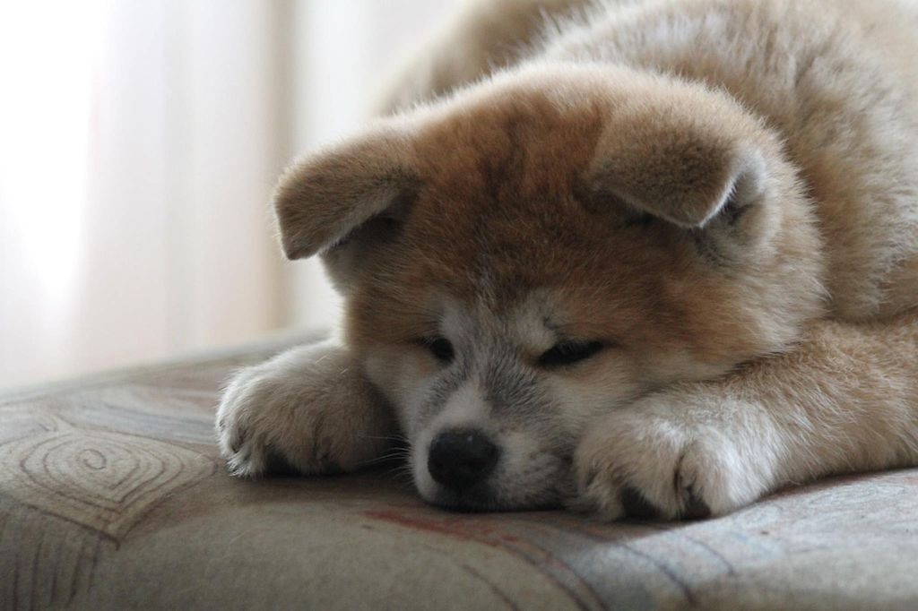 chiot akita inu