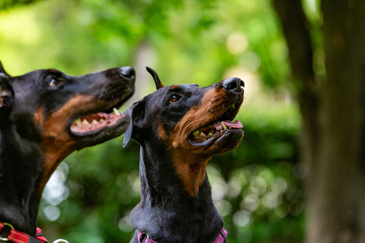 communication chien