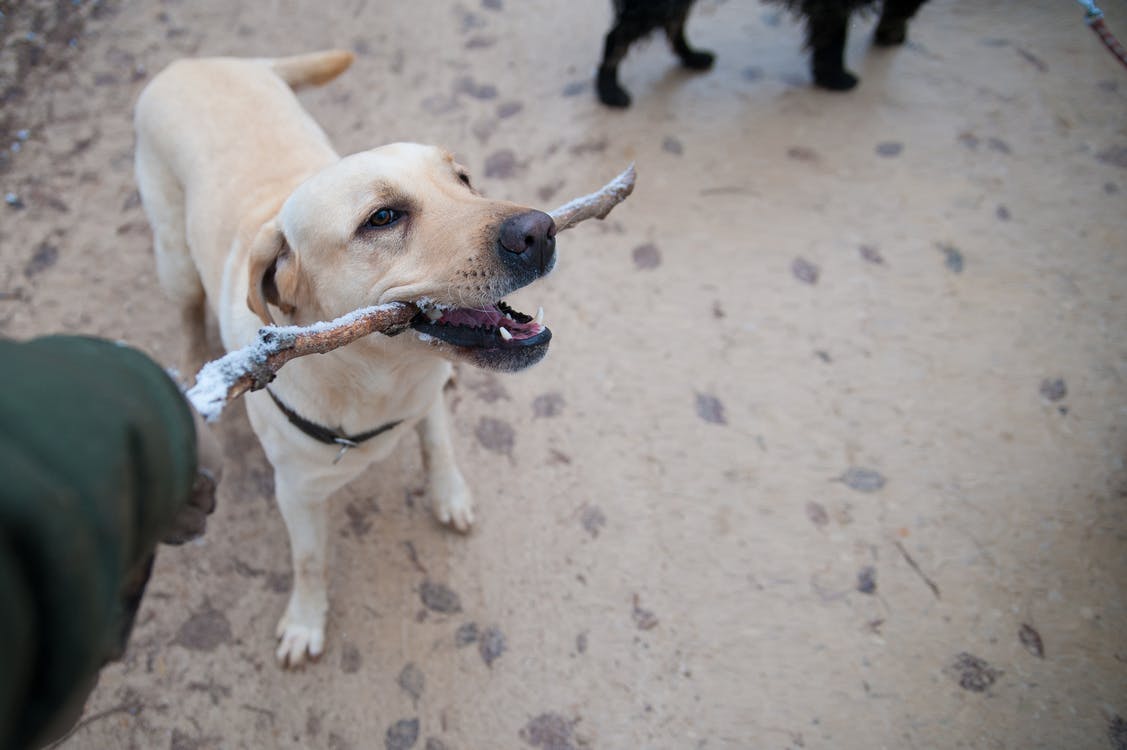 apprendre à son chien à rapporter un objet