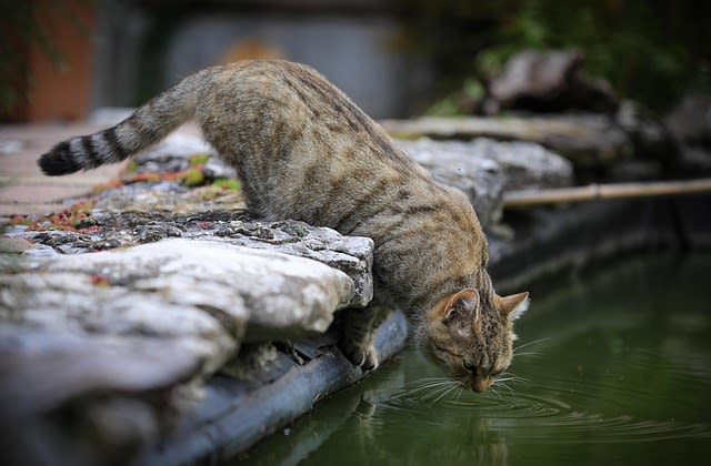 Chat qui boit beaucoup