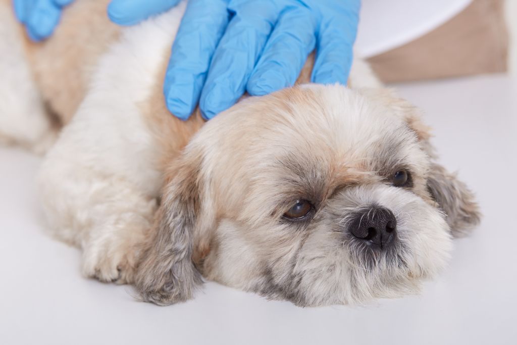 cane avvelenato dal veterinario