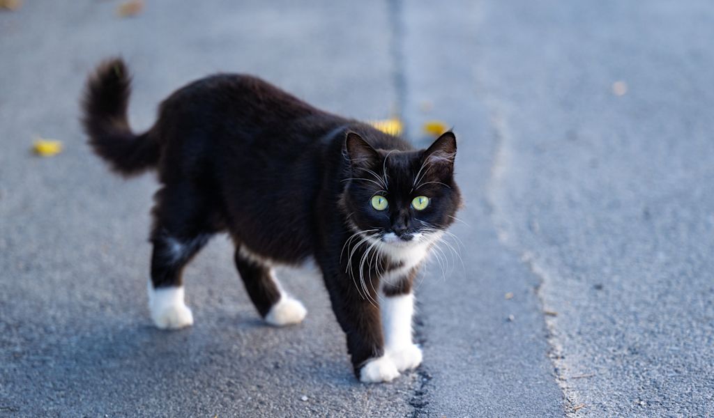 chat qui marche dans le goudron