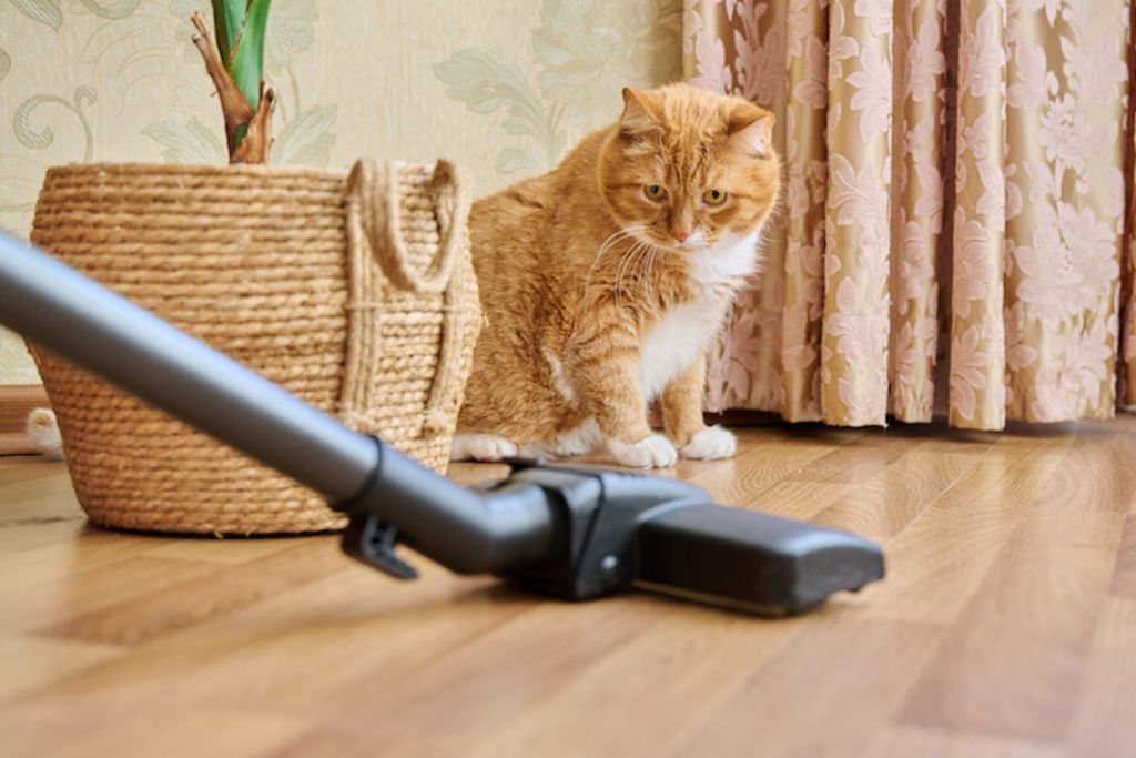 allergies poils de chat aspirateur