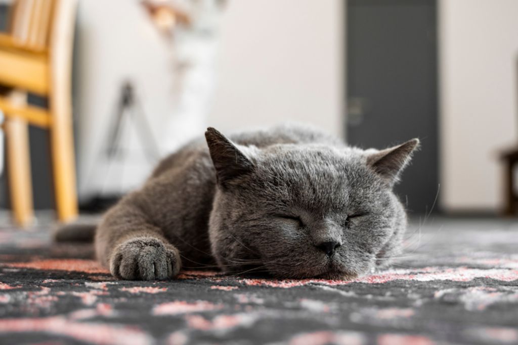 chat_chartreux_chaleur