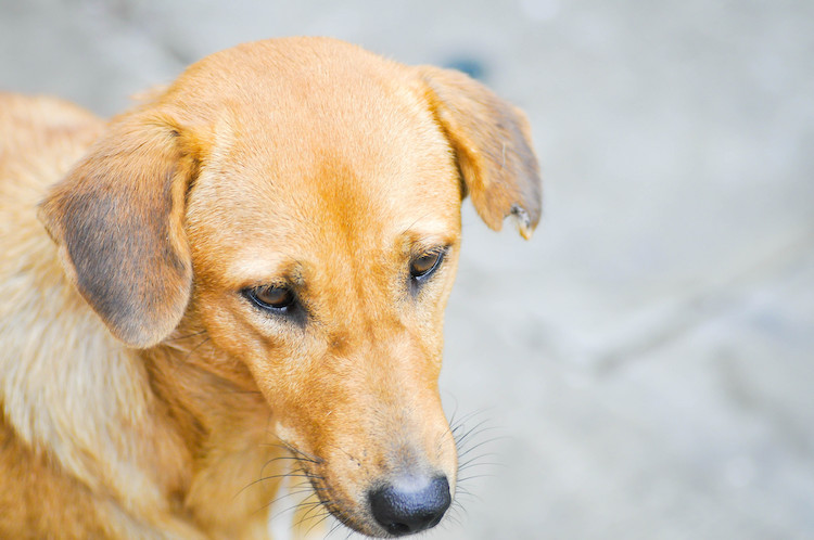 symptômes AVC chez le chien