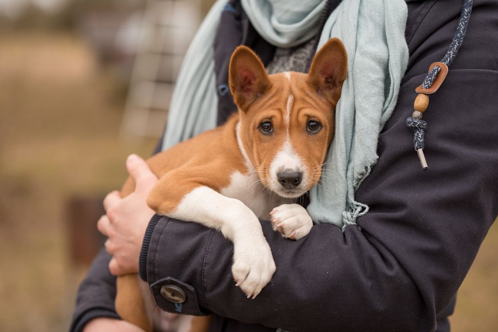 chiot basenji