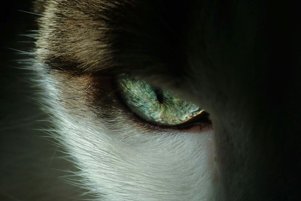 Chat effrayé