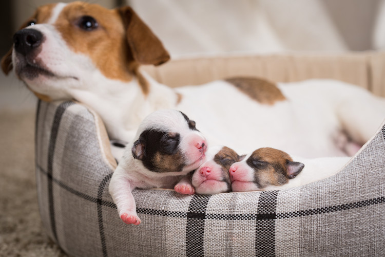 chienne et chiots