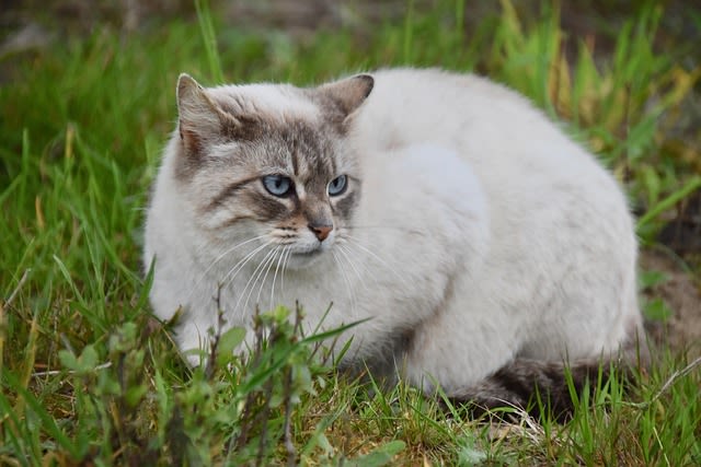 Chatte stérilisée