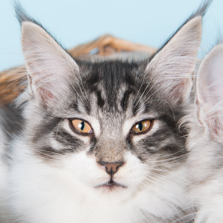 Maine Coon : le chat le plus recherché sur Google.fr - Actualité - Chat -  Santévet