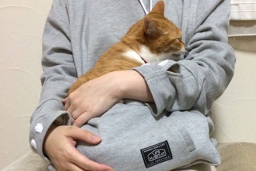 Un sweat pour transporter son chat partout avec soi Actualit