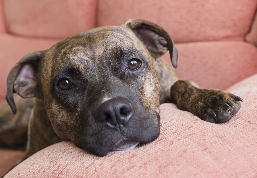 tienes que registrar un perro en nueva gales del sur