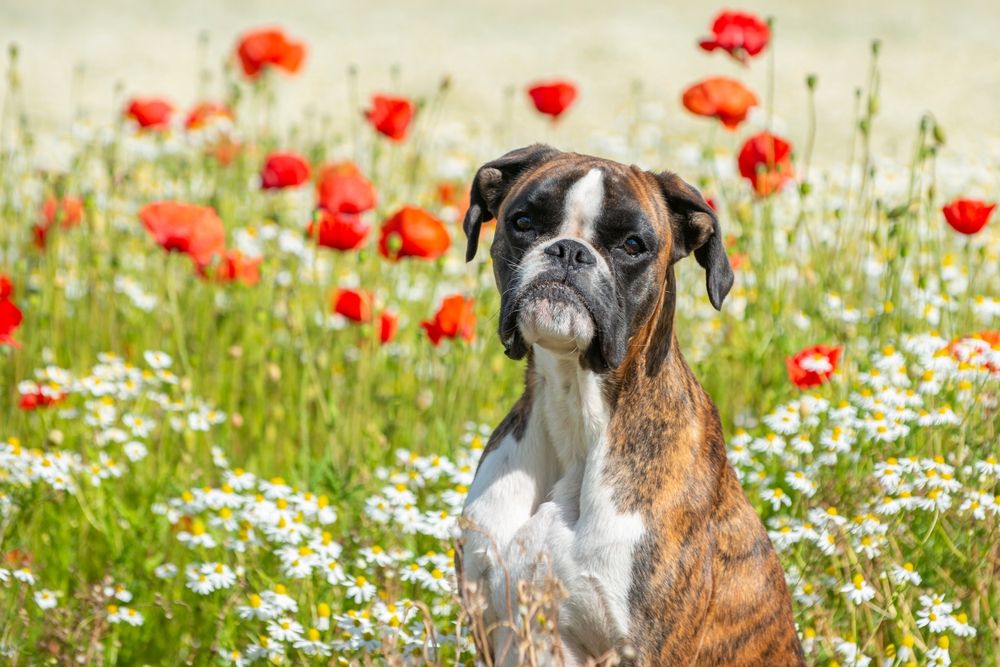 Witte Boxer springt enthousiast in veld