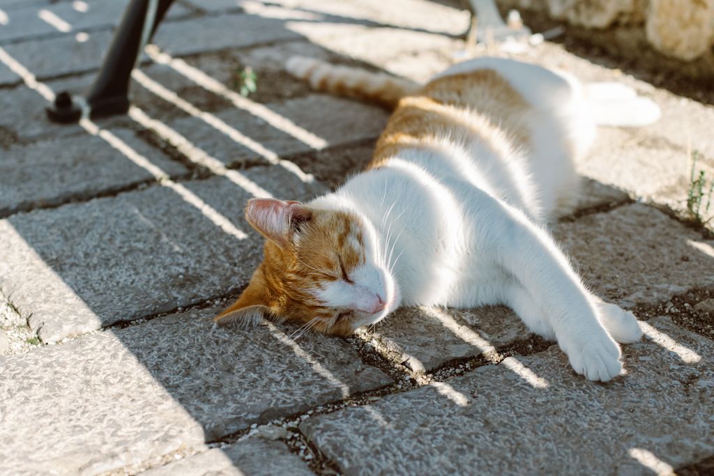 chat roux blanc allonge