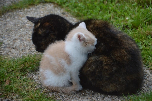 Chatte avec chaton