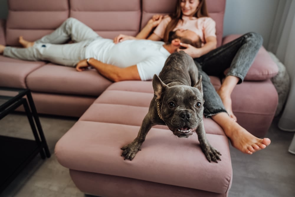 Bulldog francese energico sul divano