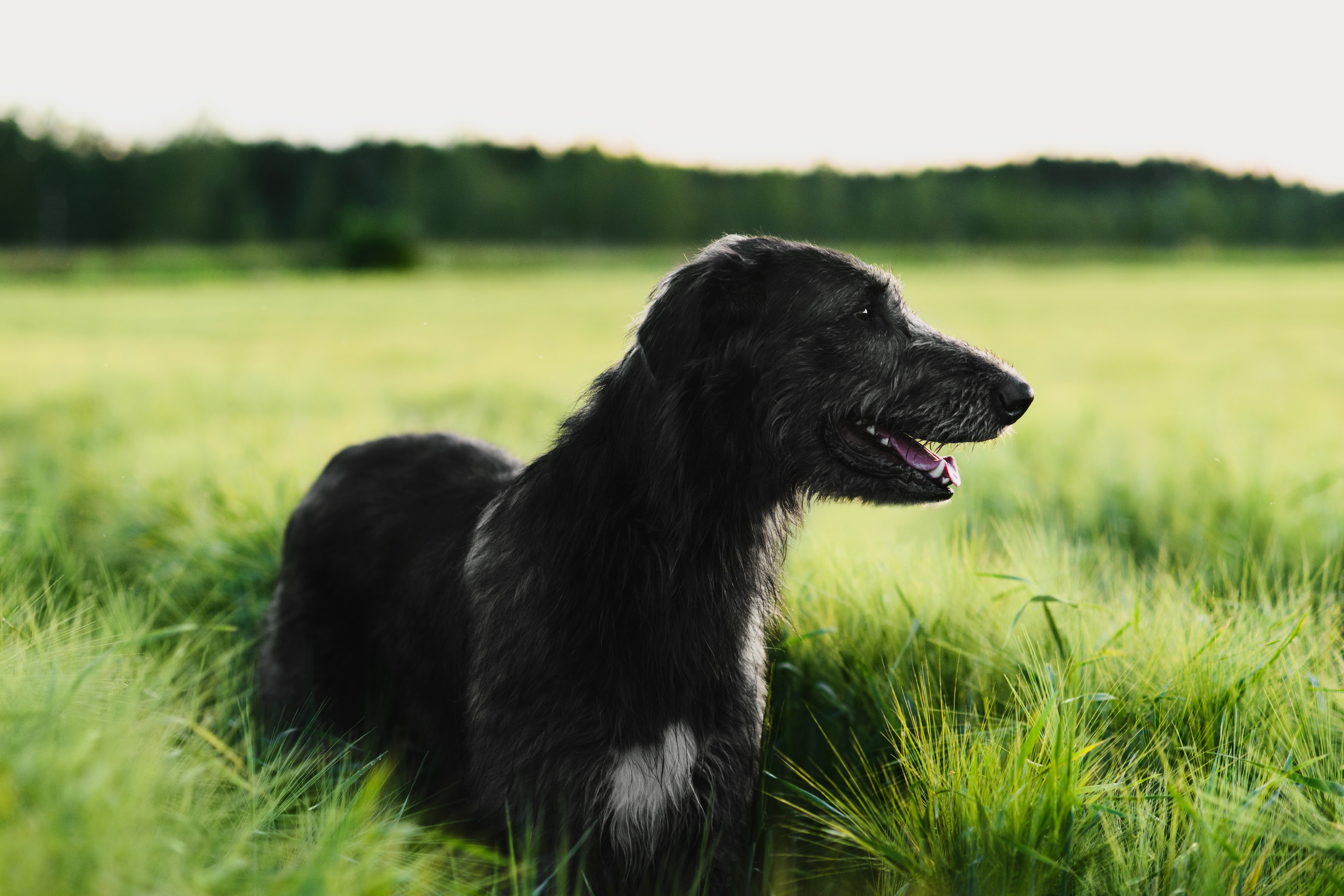 Race de chien irish hot sale wolfhound