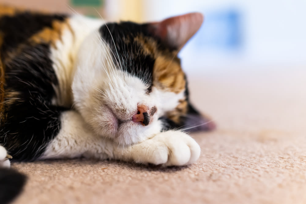 Gatto tricolore dorme pacifico