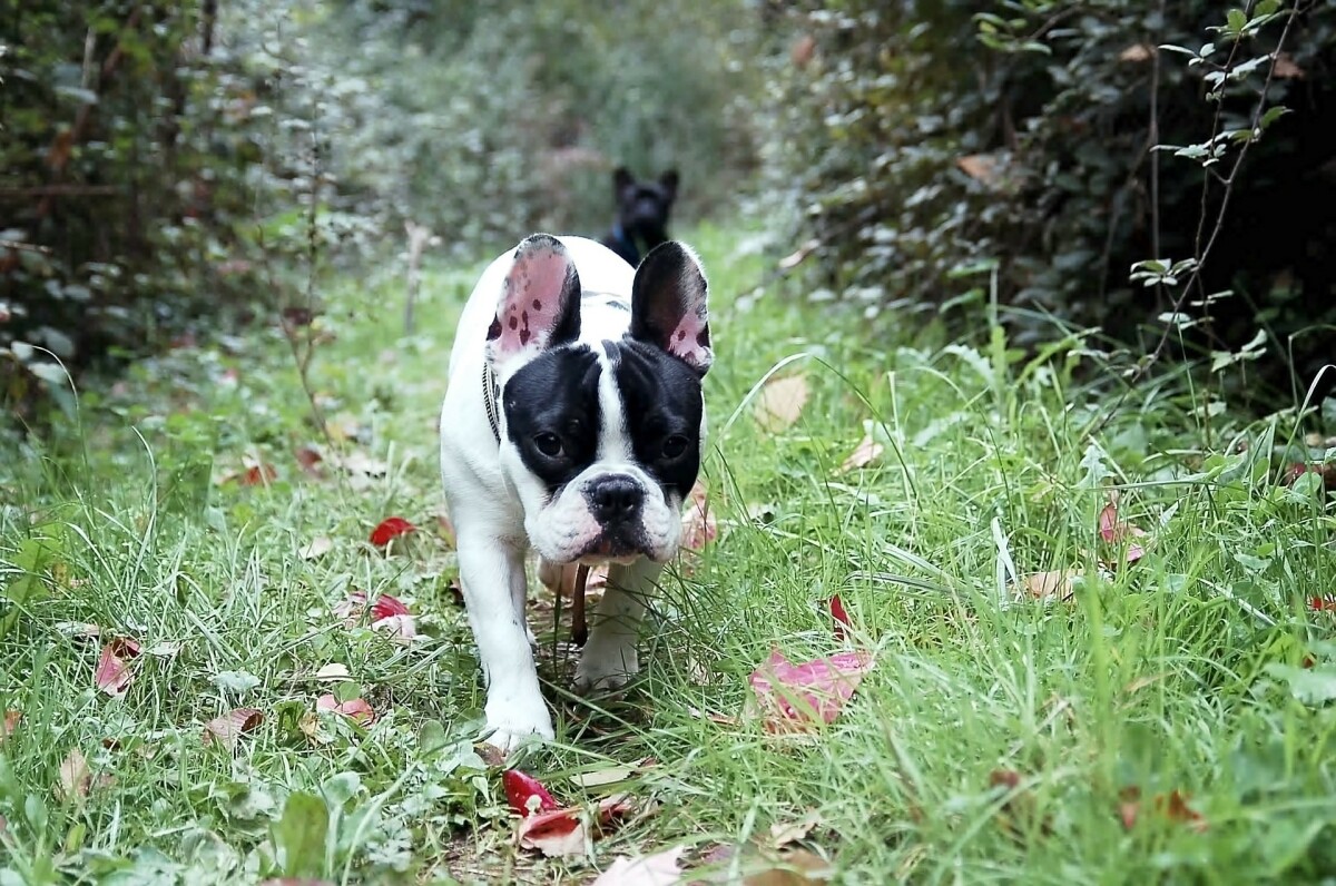 Paseos por el bosque con tu perro - Santévet