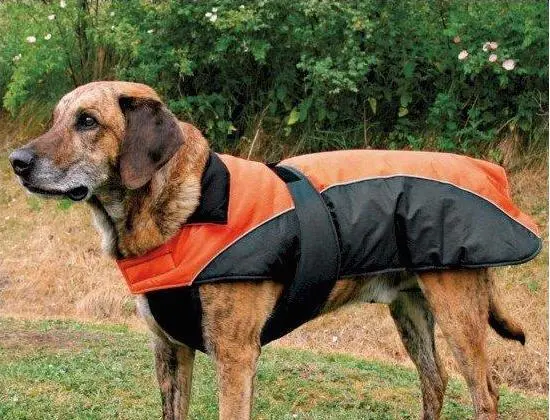 Manteau discount de chien