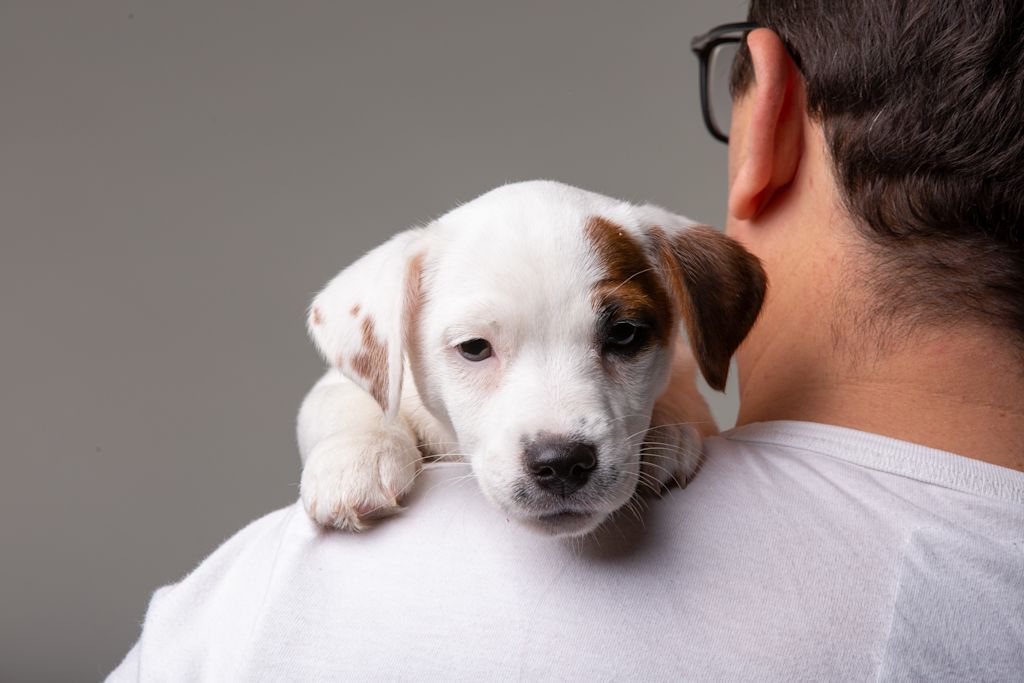 arrivée d'un chiot