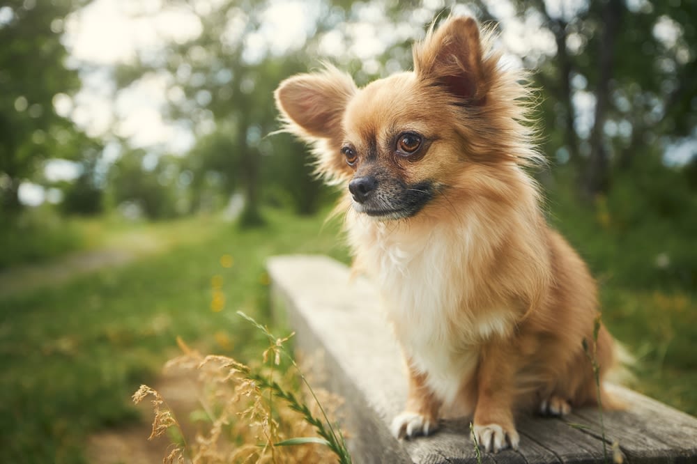 Perro Chihuahua