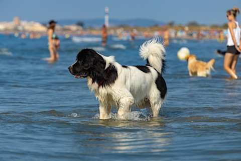 son grandes daneses buenos perros para correr
