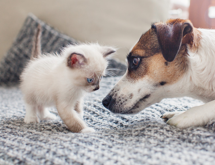 chaton et chien