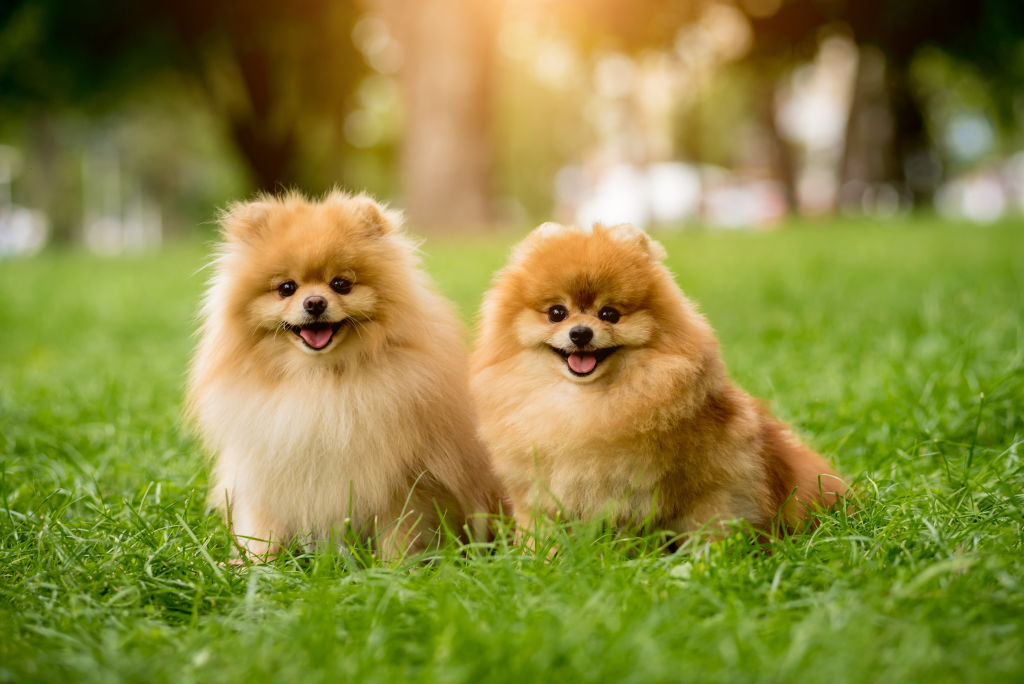 couple Loulou de Poméranie.jpg